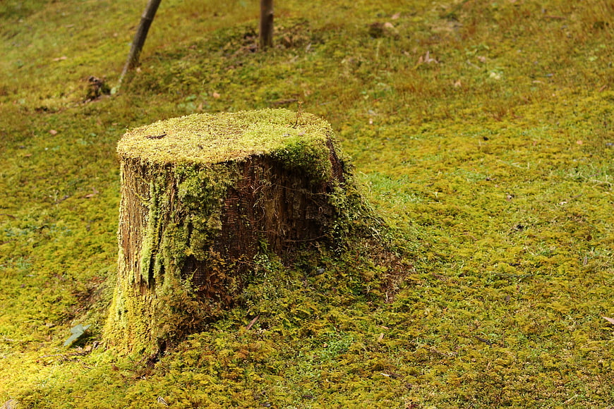 Mossy Tree Stump in Green Forest Floor