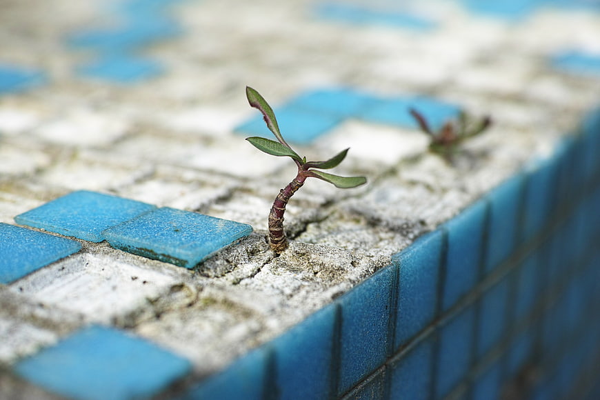 Resilient Green Sprout Growing From Blue Tiled Concrete Surface