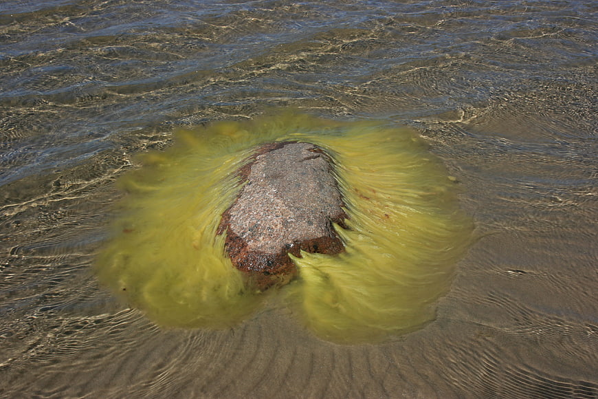 Yellow Algae Swirling Around Rock in Shallow Water