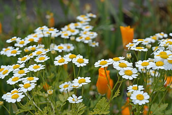 White Chamomile Flowers with Yellow Centers in a Garden