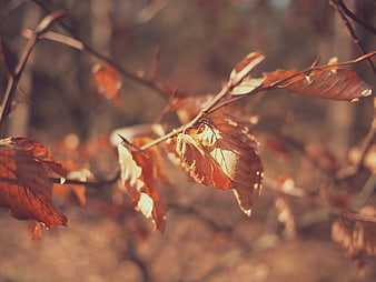 Close-up of dried brown autumn leaves on a branch