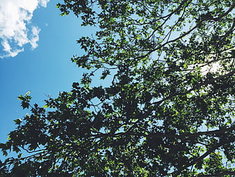 Sunlit tree branches against a bright blue sky