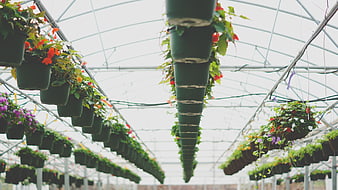 Rows of Hanging Flower Pots in a Greenhouse