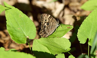 Brown butterfly with eye spots resting on green leaves
