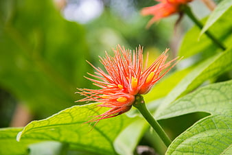 Close-up of vibrant red spiky flower with green leaves