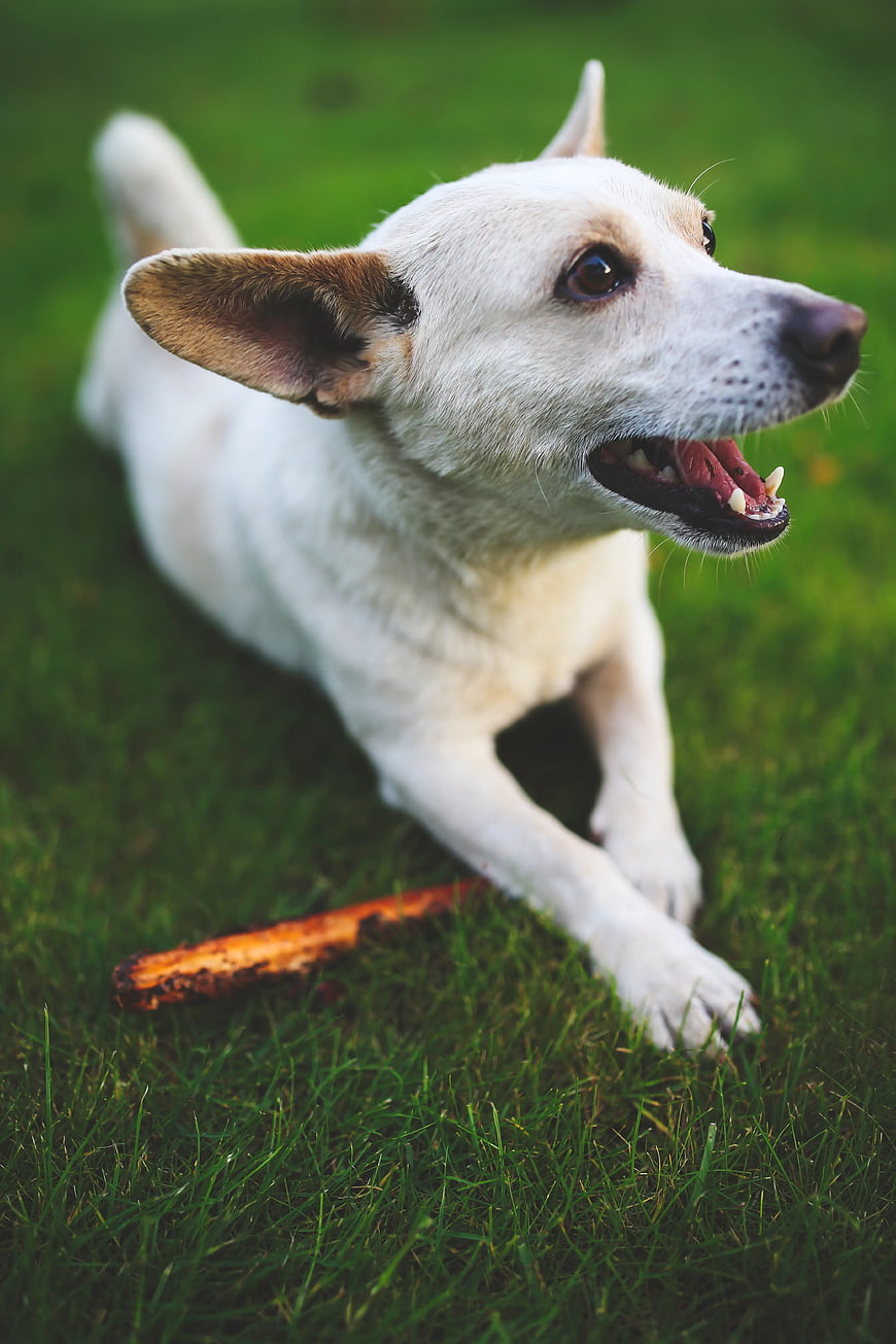 Happy white dog lying on grass with stick