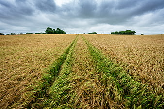 Tractor Tracks in Golden Wheat Field Under Stormy Sky