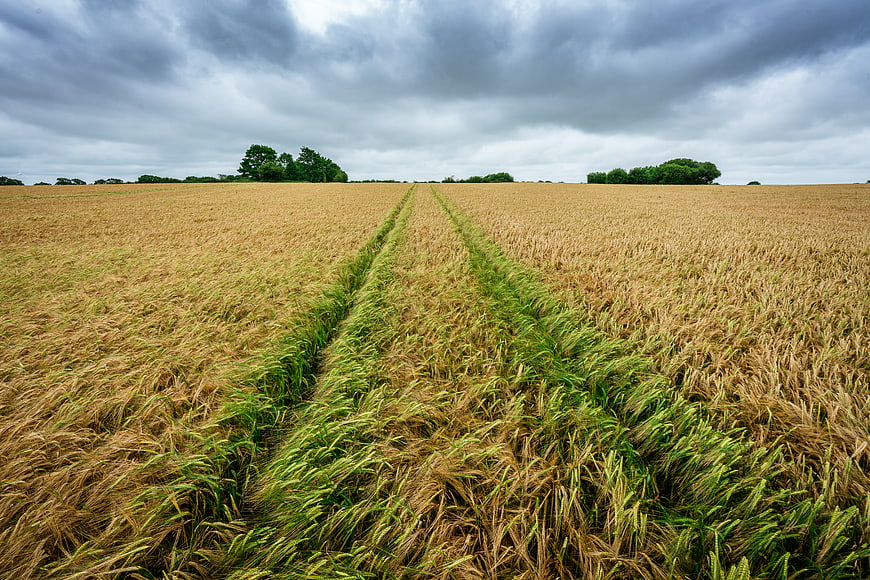Tractor Tracks in Golden Wheat Field Under Stormy Sky