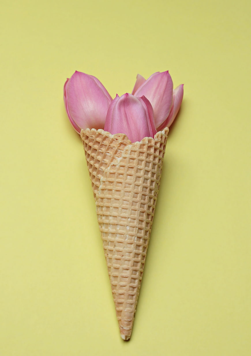 Pink tulips in a waffle ice cream cone on yellow background
