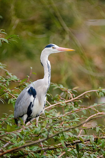 Grey Heron Perched on Branch in Natural Habitat