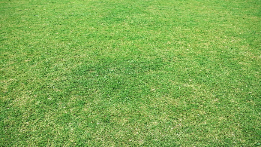 Green Grass Lawn Texture Background