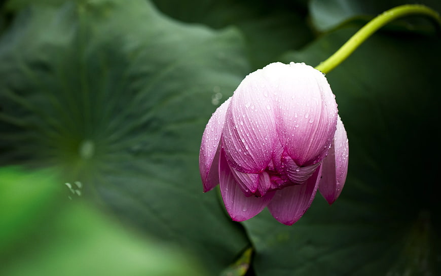 Pink Lotus Bud with Water Droplets on Green Leaves
