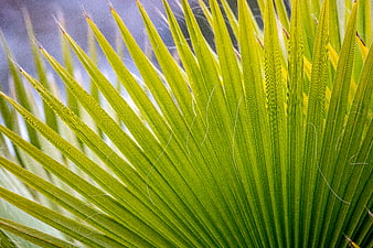 Close-up of vibrant green palm leaf texture