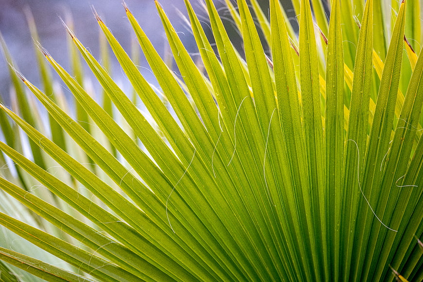 Close-up of vibrant green palm leaf texture