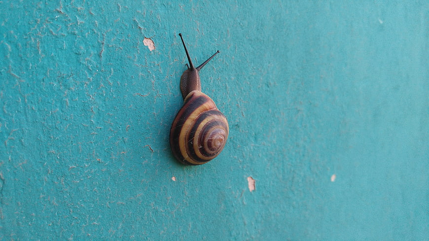 Snail on Textured Teal Wall