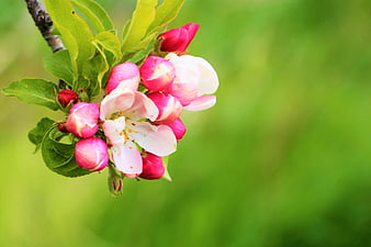 Pink Apple Blossoms on Branch with Green Background