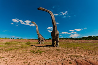 Life-size Brachiosaurus Dinosaur Models in Open Field