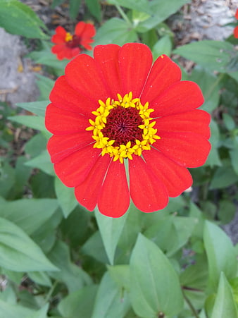 Vibrant Red Zinnia Flower Close-Up