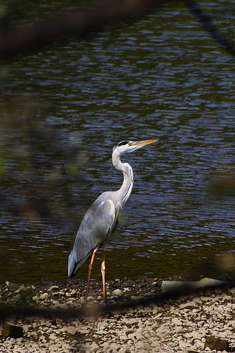 Grey Heron Standing on Rocky Riverbank in Natural Habitat