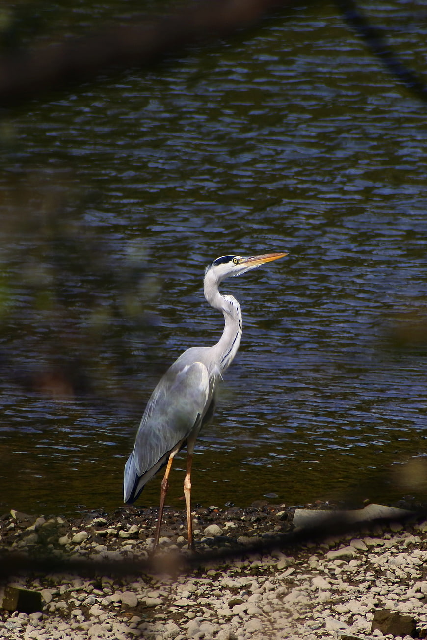 Grey Heron Standing on Rocky Riverbank in Natural Habitat