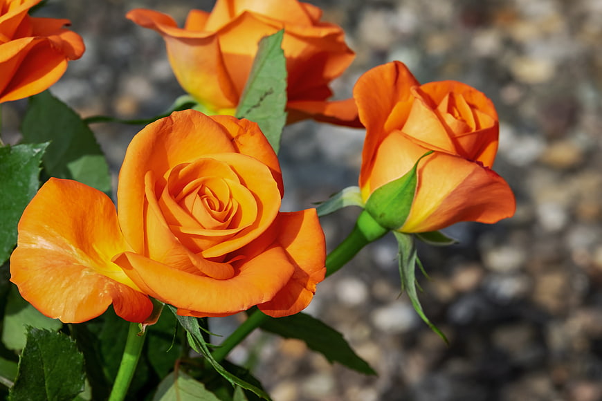 Vibrant Orange Roses in Full Bloom with Green Leaves