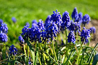Vibrant Blue Grape Hyacinth Flowers in Spring Garden