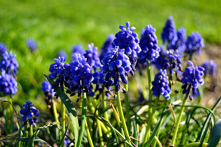 Vibrant Blue Grape Hyacinth Flowers in Spring Garden