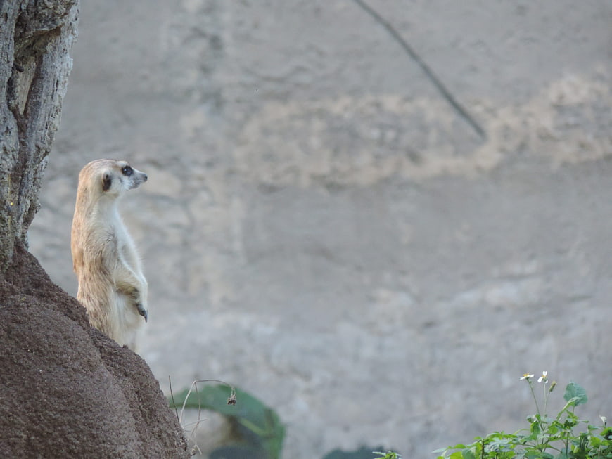 Meerkat Standing Alert on Rock in Natural Habitat