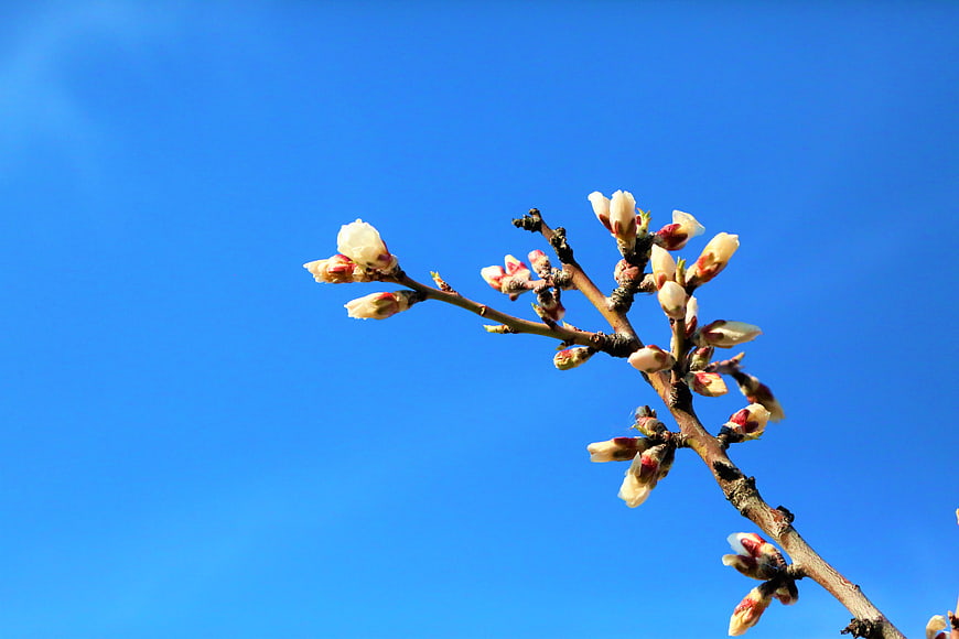 Almond tree buds blooming against a clear blue sky