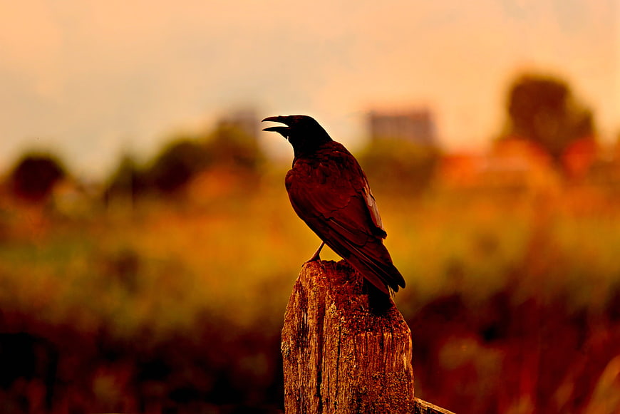 Crow perched on wooden post at dusk