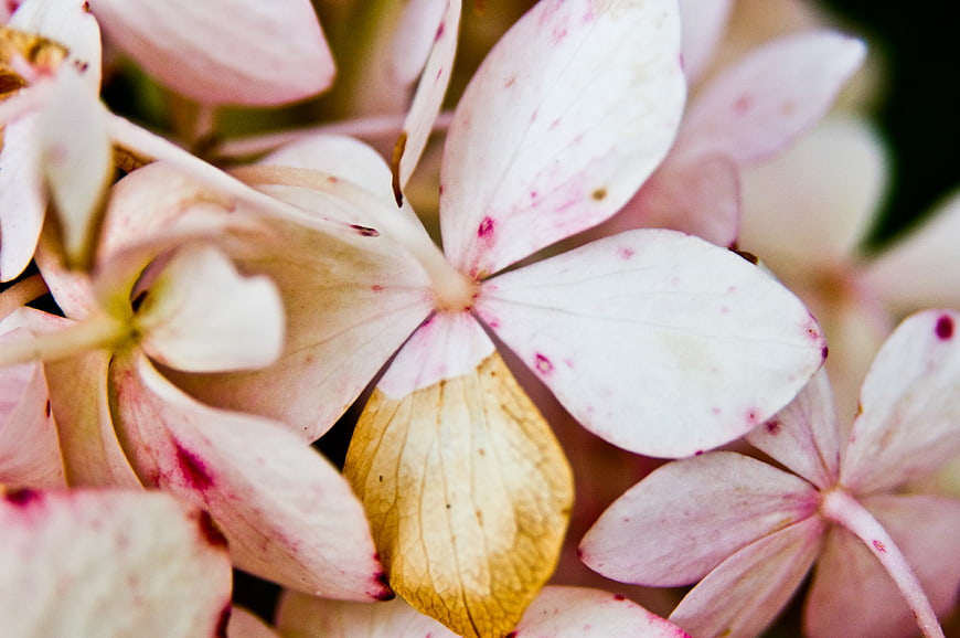 Close-up of delicate pink and white hydrangea petals with natural texture