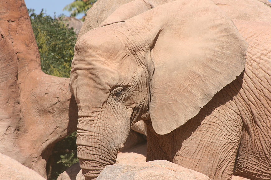 Close-up of African Elephant in Rocky Zoo Habitat