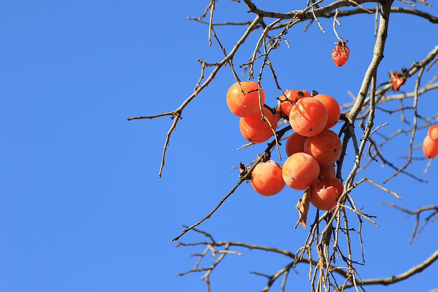 Ripe orange persimmons hanging on bare winter branches against a clear blue sky