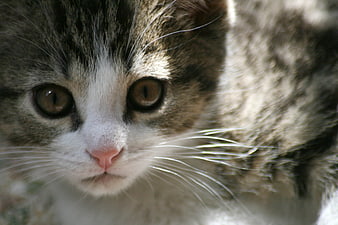 Close-up portrait of a cute tabby and white kitten face