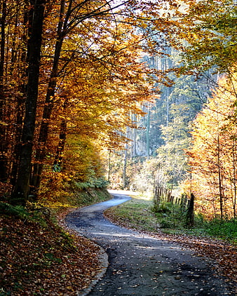 Winding Forest Path in Golden Autumn Sunlight