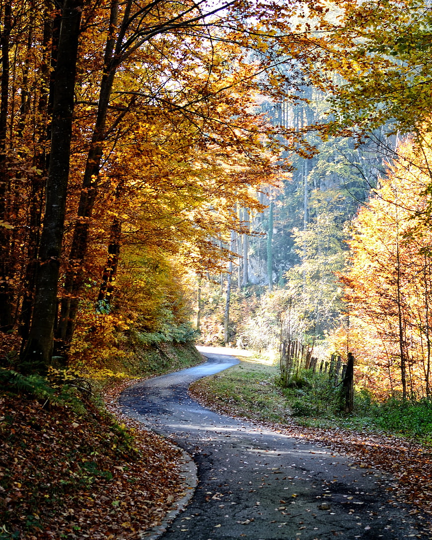 Winding Forest Path in Golden Autumn Sunlight