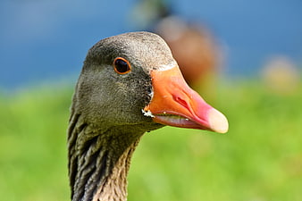 Close-up portrait of a greylag goose head with orange beak