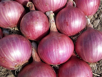 Freshly harvested red onions with dry skins on soil