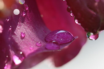 Macro shot of water droplets on vibrant purple flower petal