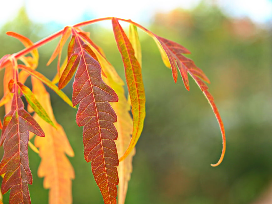 Close-up of vibrant autumn leaves with red and orange hues