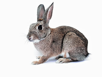 Brown Rabbit Sitting On White Background