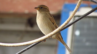 Female House Sparrow Perched on Wire