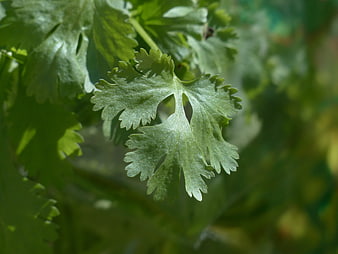Close-up of fresh green coriander leaves with shallow depth of field