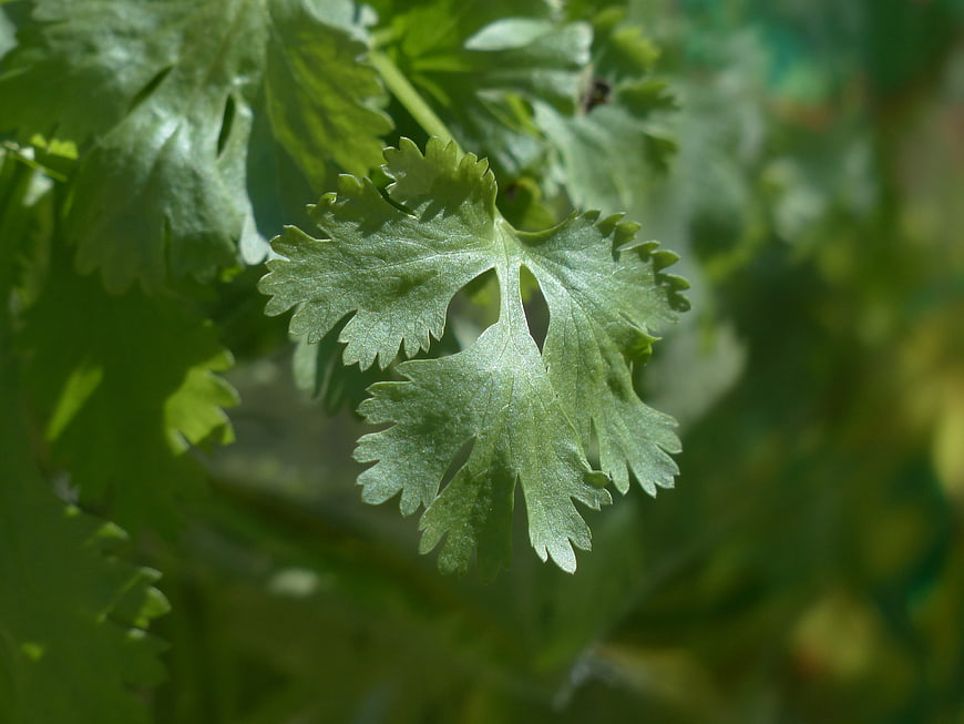 Close-up of fresh green coriander leaves with shallow depth of field