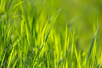 Close-up of vibrant green grass blades in sunlight