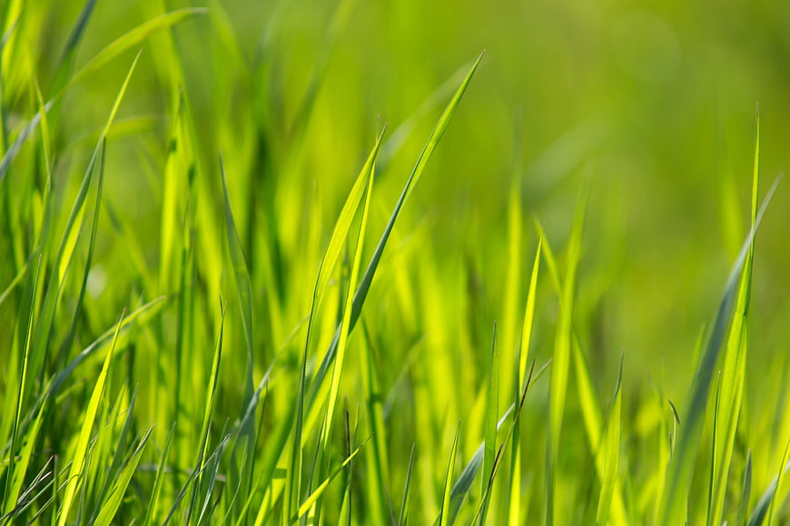 Close-up of vibrant green grass blades in sunlight