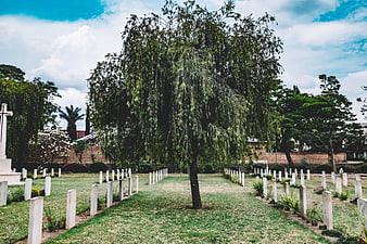 Serene cemetery with weeping willow and white headstones
