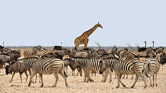 Mixed wildlife herd with giraffe, zebras, and wildebeest in African savanna