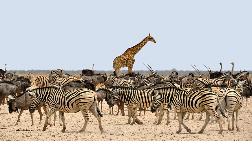 Mixed wildlife herd with giraffe, zebras, and wildebeest in African savanna