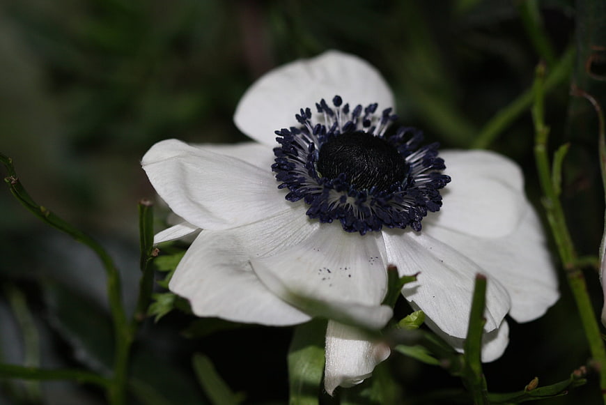 Close-up of white anemone flower with dark center